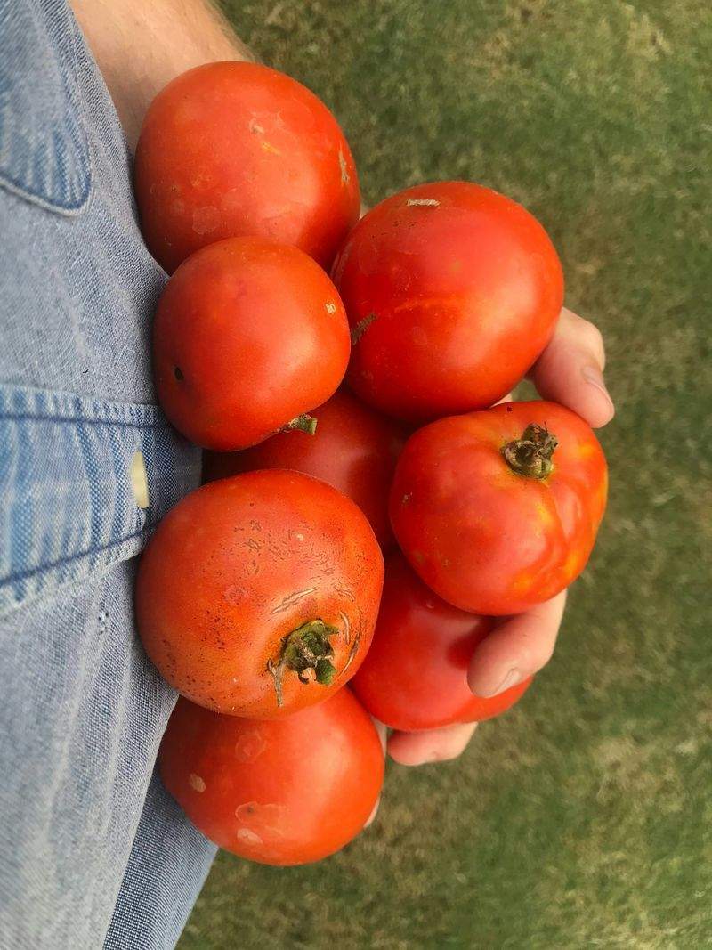 グリーンハーモニー株式会社 - Image 5